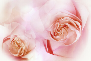 Flowers  light pink  roses. Floral background. . Close-up. Nature.