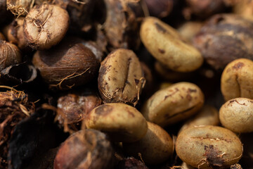 Close up view of raw fresh and dried coffee beans.