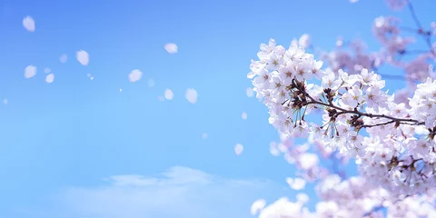 Fotobehang Kersenbloesems en zwevende bloemblaadjes © imagefuji