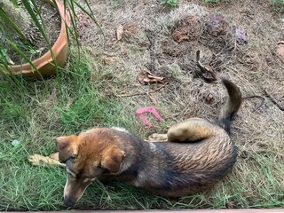fox and dog
