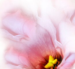 Eustoma flower. Floral light pink background. Macro. Nature.	
