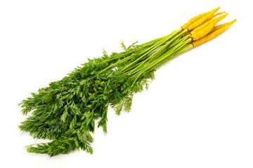 沖縄シマニンジン