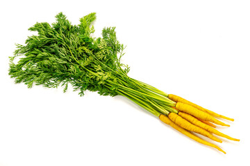 沖縄シマニンジン