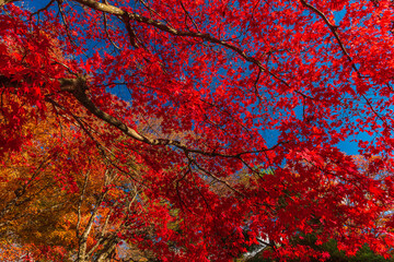 Fantastic autumn leaves in Japan