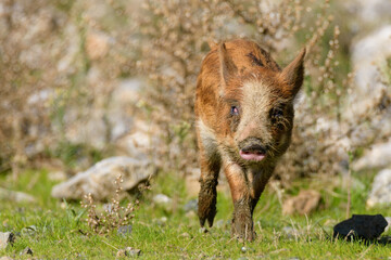 wild boar walking in the woods