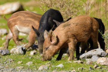 Fototapeta premium wild boar walking in the woods