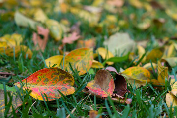 Fallen in the grass colorful leaves