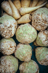 Sellerieknollen (Apium)