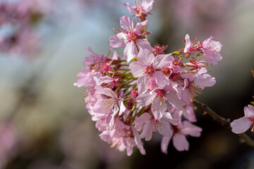 Petals of blooming cherry tree in spring