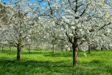 Blühende Obstbäume auf einer Streuobstwiese