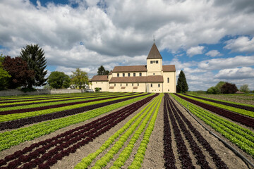 Salatfeld vor der Kirche Stankt Georg auf der Insel Reichenau