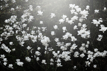 Blooming white magnolia flowers during sunrise.