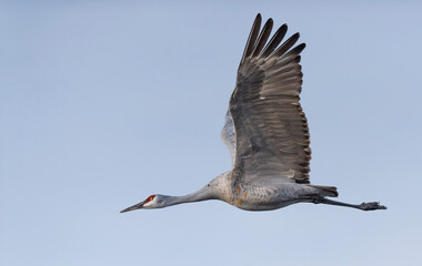 Sandhill crane