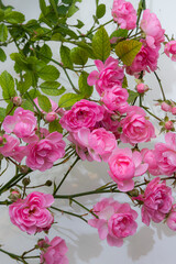 Obraz na płótnie Canvas Pink roses bouquet light petal flower blooming with green stem pattern