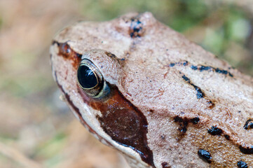 Close-up of common frog with eye in focus