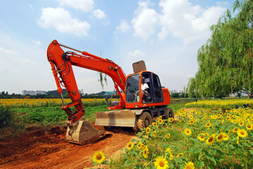 Folklore clearing the sunflower field