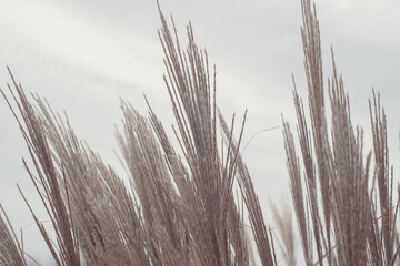 Silver feather grass swaying in wind against bright blue background, reeds 