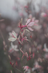Flower pink, Lindheimer's Gaura (White Gaura, Pink Gaura)