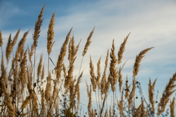 Dry grass flowers in the sky background. Close view of grass stems against sky. Calm and natural background.