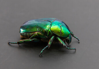 Cetonia aurata called the green rose chafer is a beetle that has a metallic structurally coloured green and a distinct V-shaped scutellum. Underside of the beetle has a coppery.