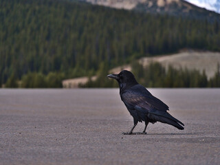 Close-up view of a common raven bird (Corvus corax) with black colored plumage sitting on the paved ground of parking lot at Icefields Parkway, Canada.