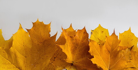 border frame of colorful autumn leaves isolated on white
