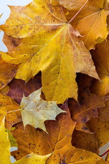 Colorful background of autumn maple tree leaves background close up. Multicolor maple leaves autumn background