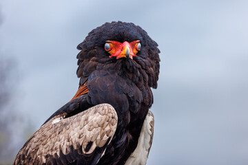 A close-up of a Bateleur Eagle, using its 3rd eyelid to see in windy conditions