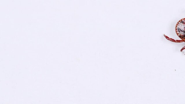 Adult tick crawling on white background. Tick causing lyme desease and borreliosis.