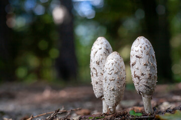 walking in the forest,  italian alps,  dolomites
