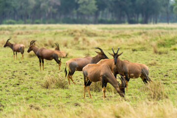 Naklejka na ściany i meble A herd of Topi (Damaliscus lunatus jimela) standing in short grass, Masai Mara, Kenya