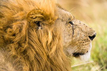 Male lion (panthera leo) resting in tall grass, Masai Mara, Kenya