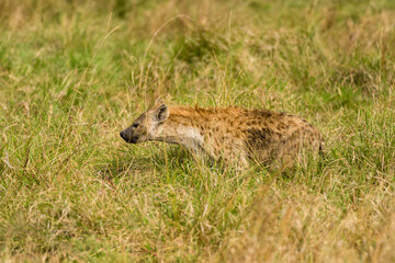 Spotted Hyena (Hyaenidae) standing looking at surroundings, Maasai Mara, Kenya