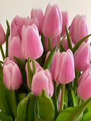 pink tulips in a garden