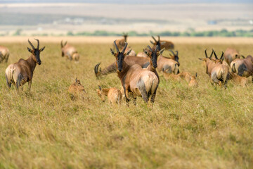 A herd of Topi (Damaliscus lunatus jimela) standing in short grass, Masai Mara, Kenya