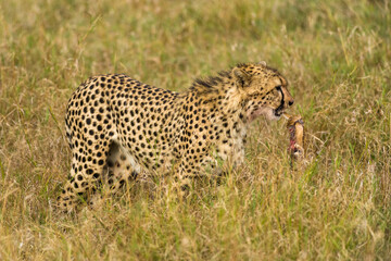 Cheetah (Acinonyx jubatus) with carcass in mouth, Masai Mara, Kenya