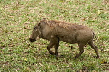 Warthog (Phacochoerus) in open savanna grass, Masai Mara National Reserve, Kenya, East Africa