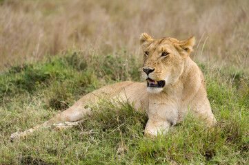 Obraz na płótnie Canvas Female lion (panthera leo) resting in tall grass, Masai Mara, Kenya