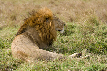 Obraz na płótnie Canvas Male lion (panthera leo) resting in tall grass, Masai Mara, Kenya