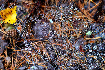 Spider web on tree branches in the morning forest. Cobweb with dew drops in the morning at dawn in the forest. Wild nature background.
