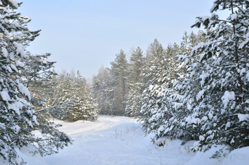 Awesome winter landscape. A snow-covered path among the trees in the wild forest. Winter forest. Forest in the snow.