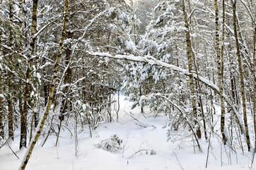 Awesome winter landscape. A snow-covered path among the trees in the wild forest. Winter forest. Forest in the snow.