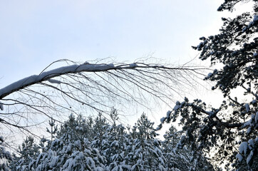 Awesome winter landscape. A snow-covered path among the trees in the wild forest. Winter forest. Forest in the snow.