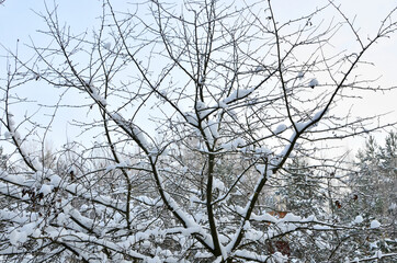Awesome winter landscape. A snow-covered path among the trees in the wild forest. Winter forest. Forest in the snow.