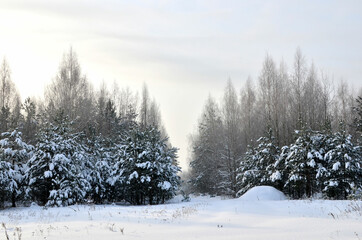 Awesome winter landscape. A snow-covered path among the trees in the wild forest. Winter forest. Forest in the snow.