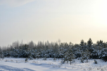 Awesome winter landscape. A snow-covered path among the trees in the wild forest. Winter forest. Forest in the snow.