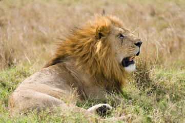 Naklejka na ściany i meble Male lion (panthera leo) resting in tall grass, Masai Mara, Kenya