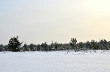 Snowy Road in Winter Forest. Awesome winter landscape. A snow-covered path among the trees in the wild forest.