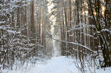 Awesome winter landscape. A snow-covered path among the trees in the wild forest. Winter forest. Forest in the snow.