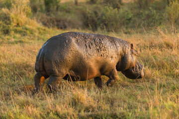 Hippopotamus (Hippopotamus amphibius) walking through grass at sunrise, Masai Mara, Kenya